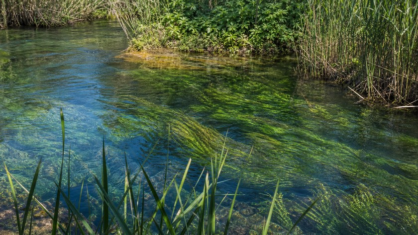 Azmak Nehri sazlık ve doğa dokusu